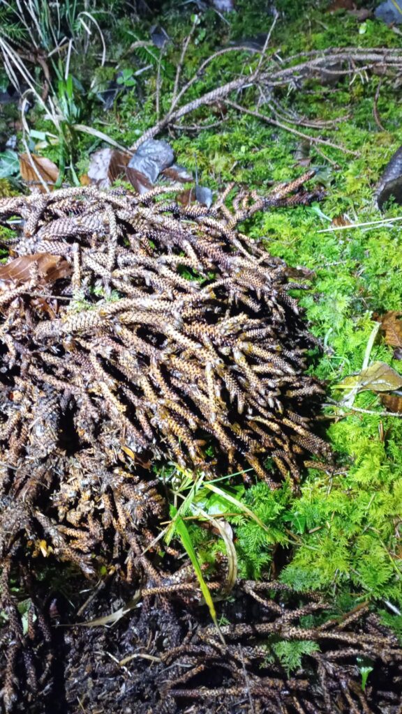 What exactly makes a twig look like a normal wooden twig inside, but form these scales on the outside?