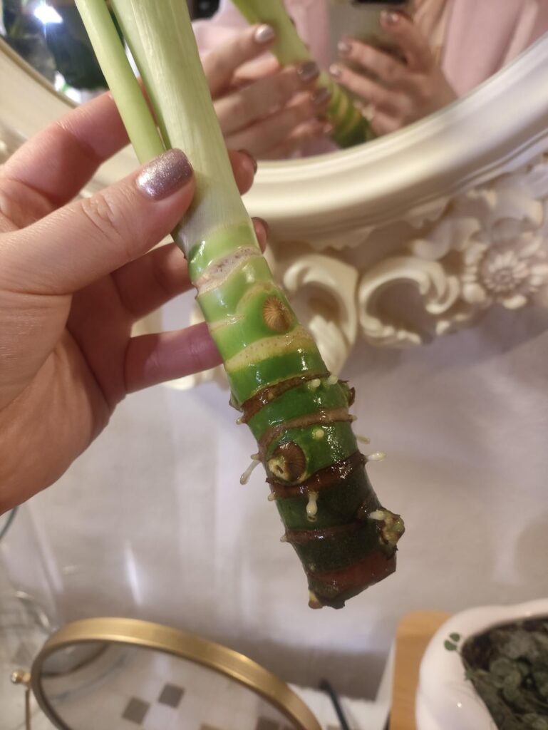 For everyone who worried about my Alocasia Frydek 🍀