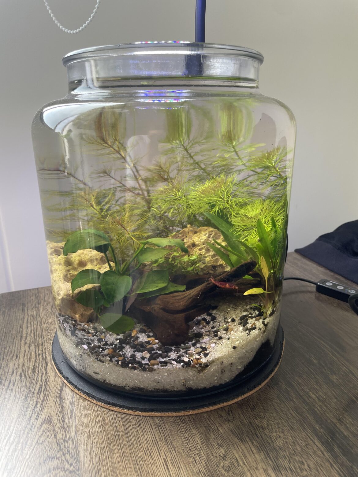 Desk Shrimp Jar