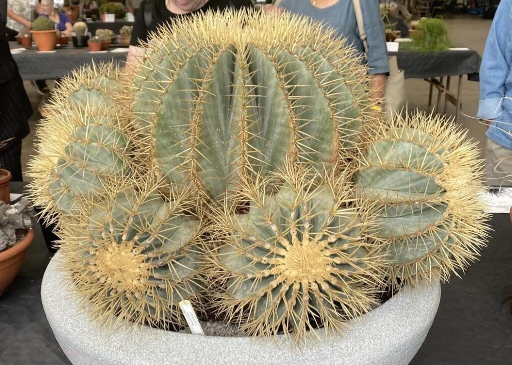 Giant clump-Show entry