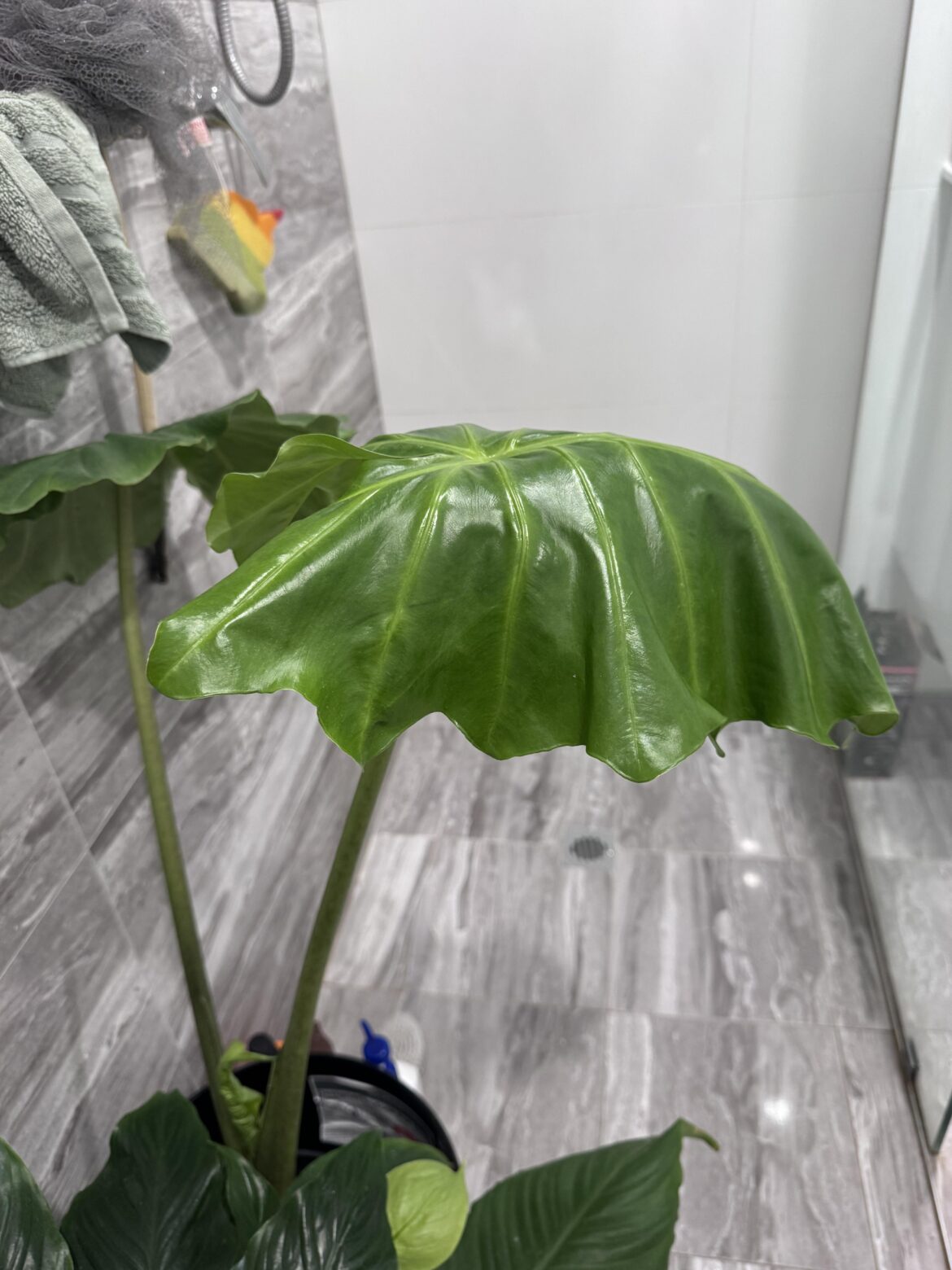 Any ideas on why my Portodora leaf is so deflated? The leaf is a few weeks old. I thought it’d straighten out by now but it still looks sad. Stem seems fine and healthy though. Only things I can think of is possibly repotting or more sun, but I haven’t been able to find much info online.