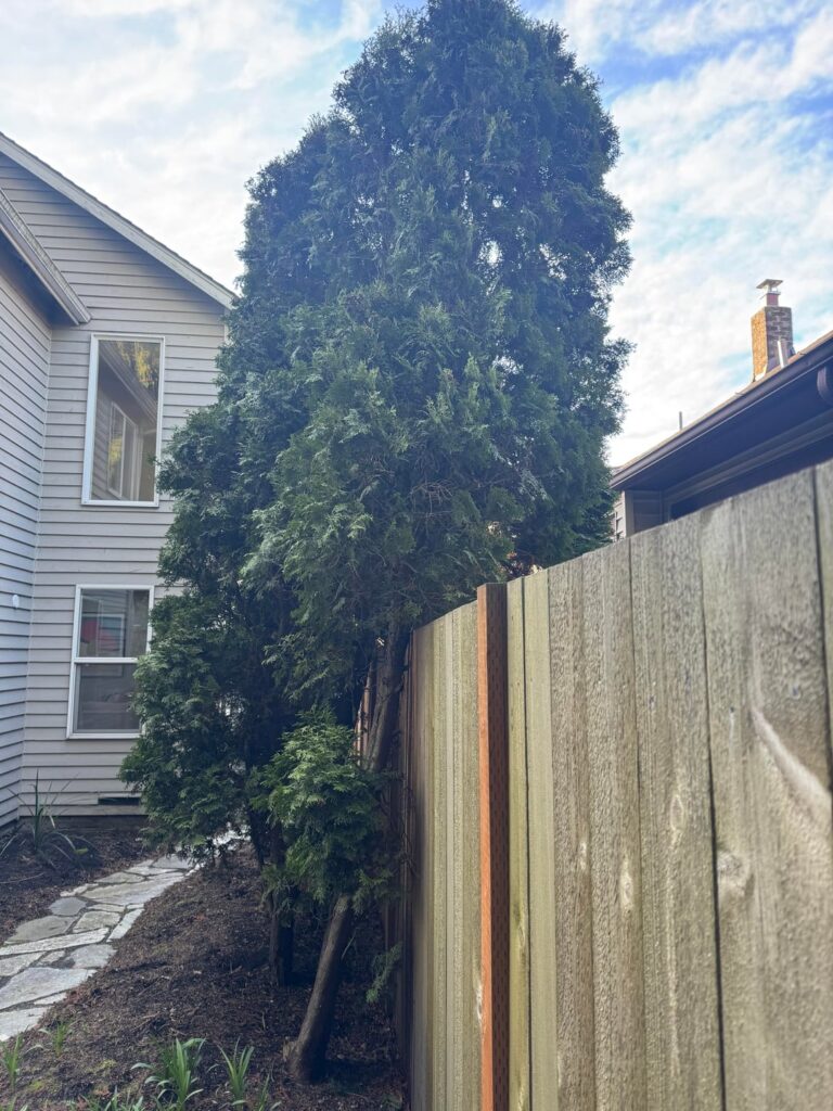 Should I remove this tree? Should I remove this tree?