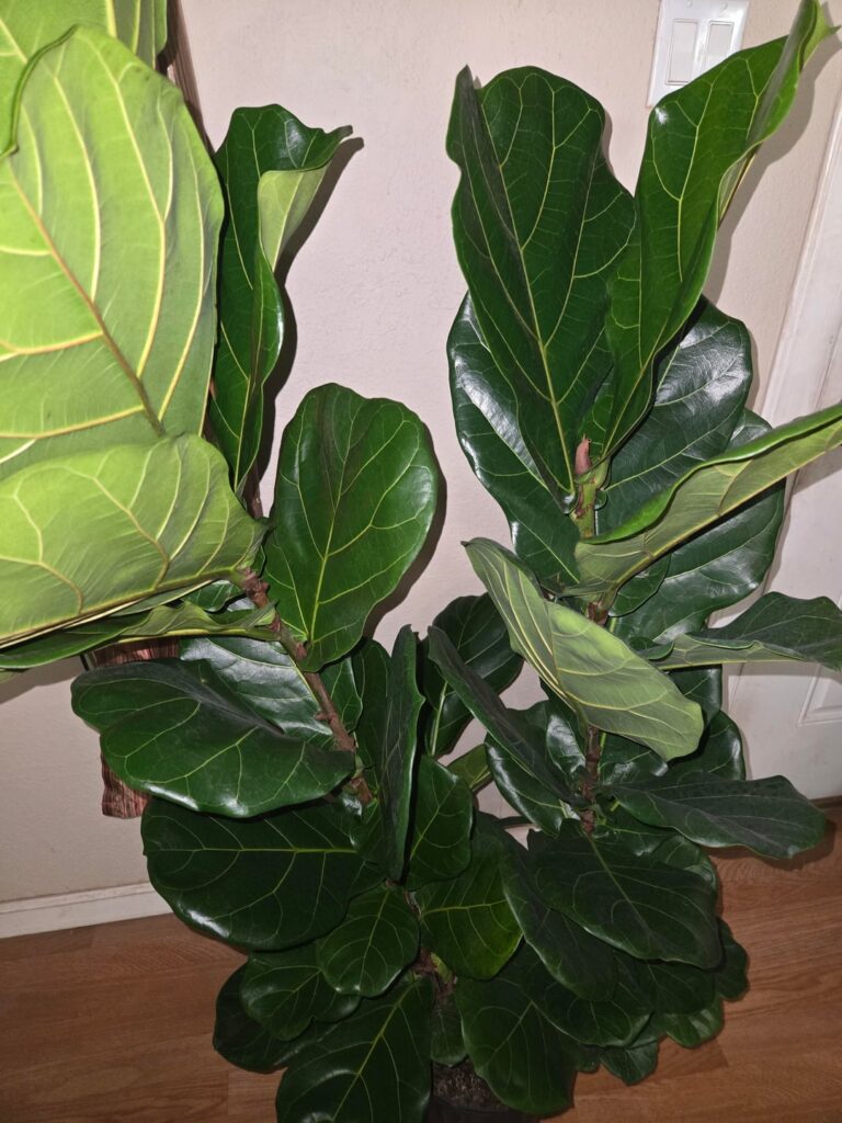 What kind of plant is this?