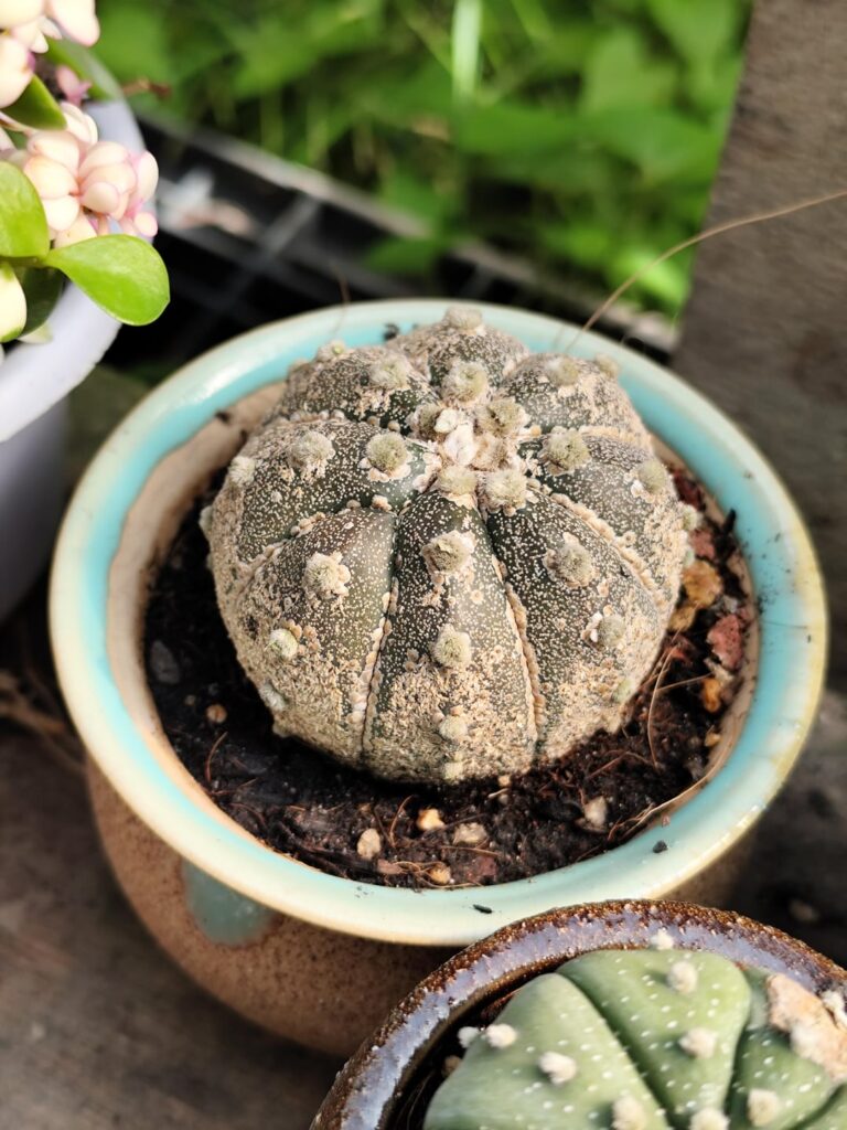 Hey guys, I have a question. So I went to the nursery I always went to, and I saw 2 Astrophytum Asteria's. So here's my question... Are they really that spotty? Or those are scales? I mean those big spots. Looks spooky to me. 😅