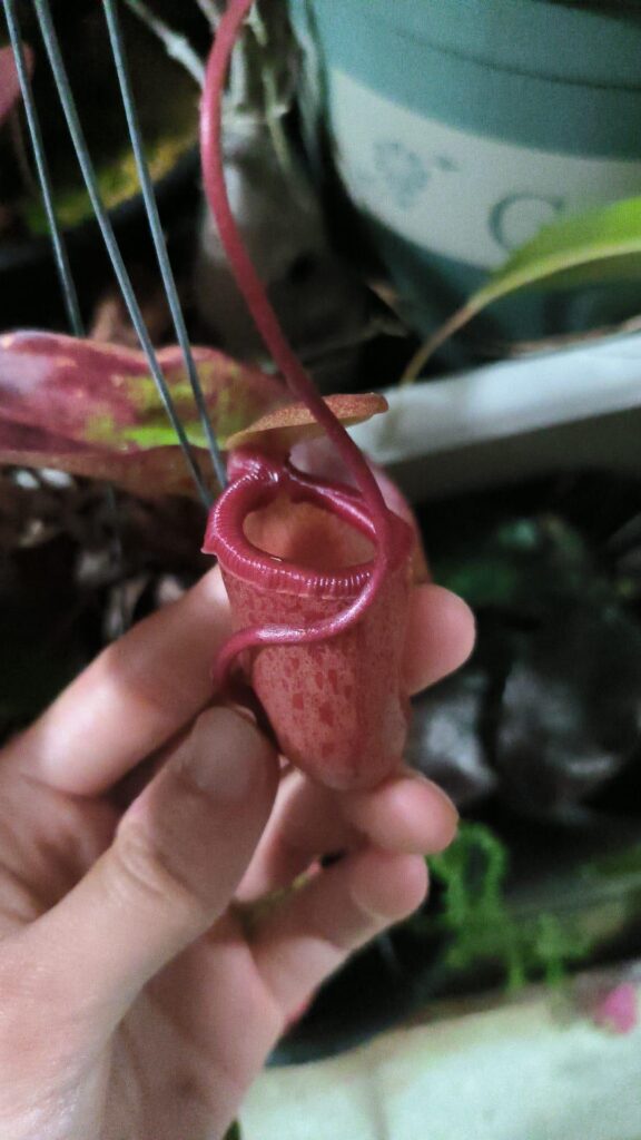 A little squat pitcher of ventricosa x sibuyensis