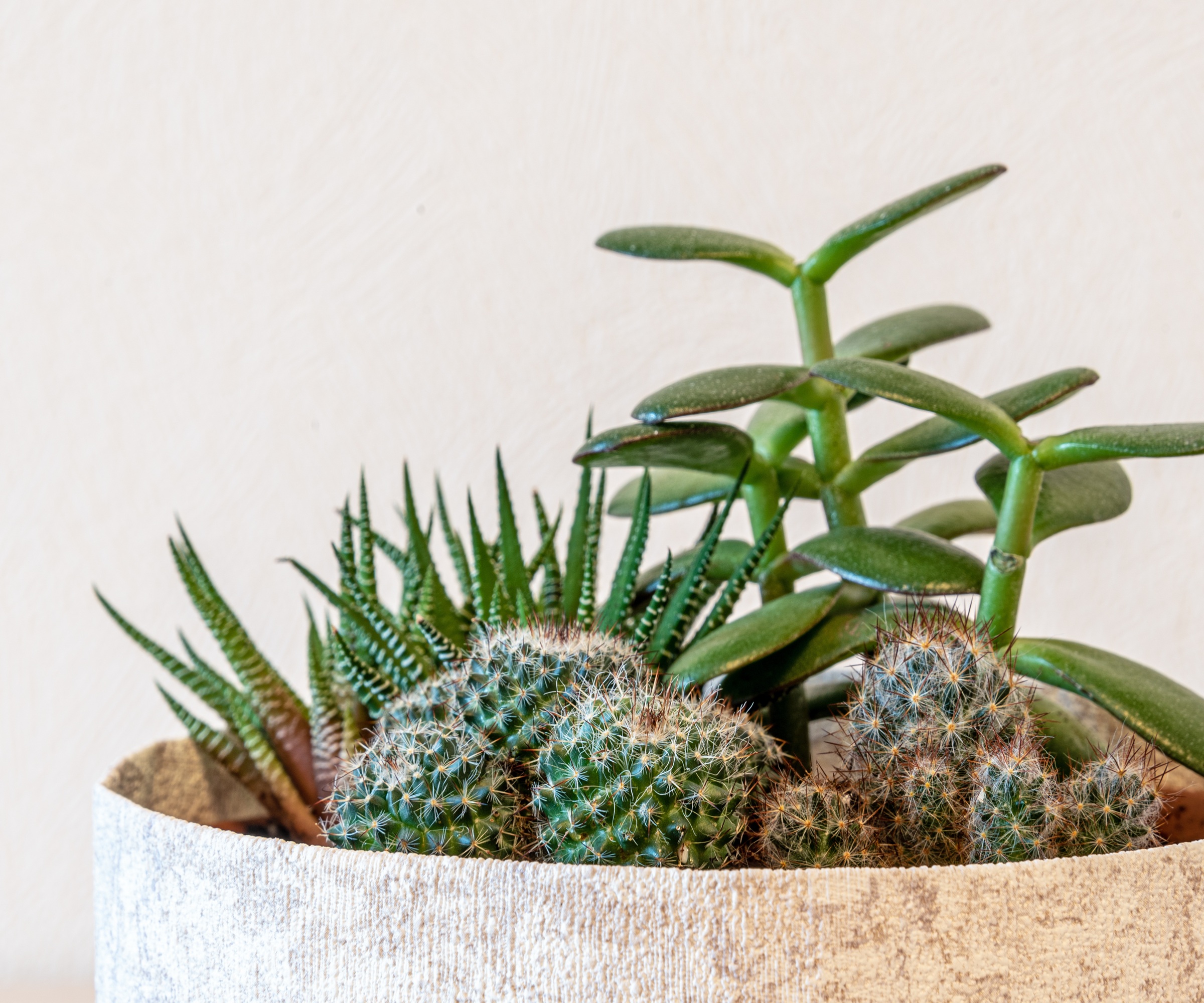 Haworthia, Succulent mix with cactus, crassula
