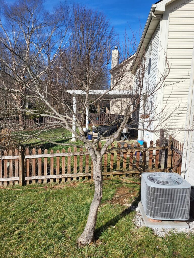 Amateur Tree Pruning Amateur Tree Pruning