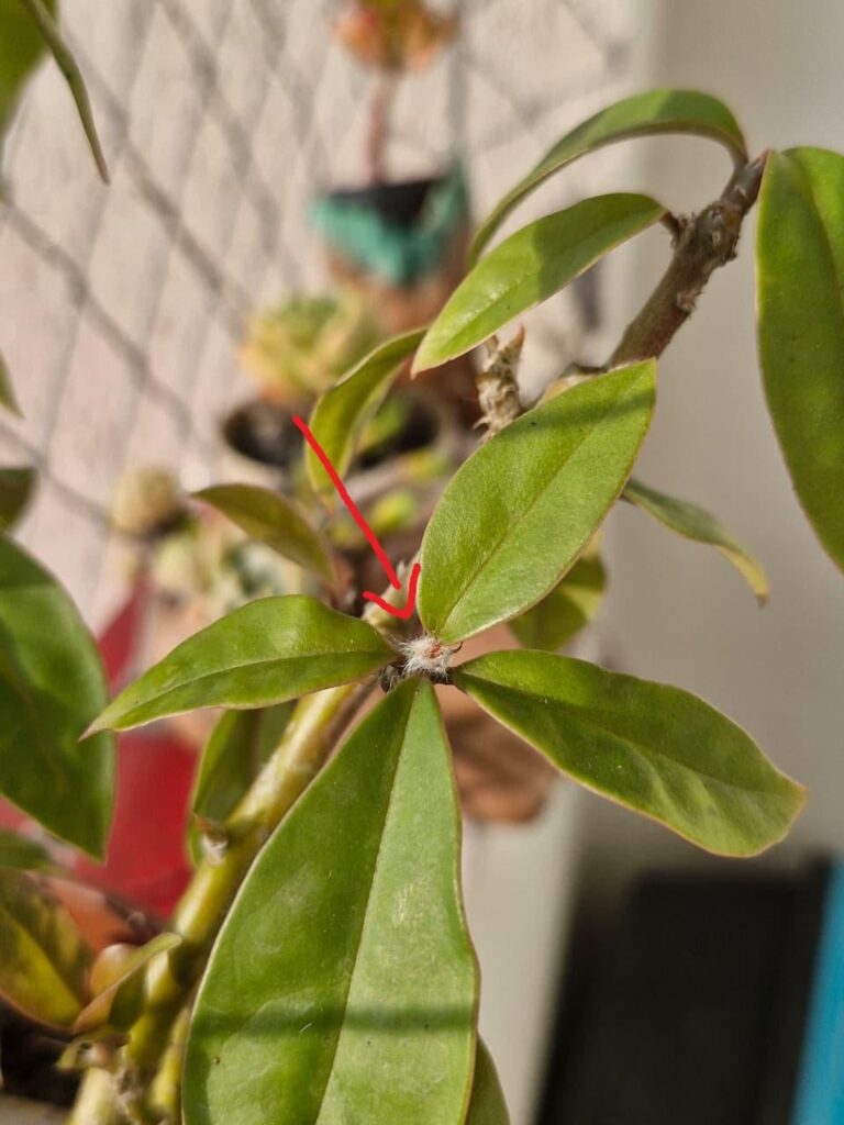 Question: are these white hairs on the plant normal?