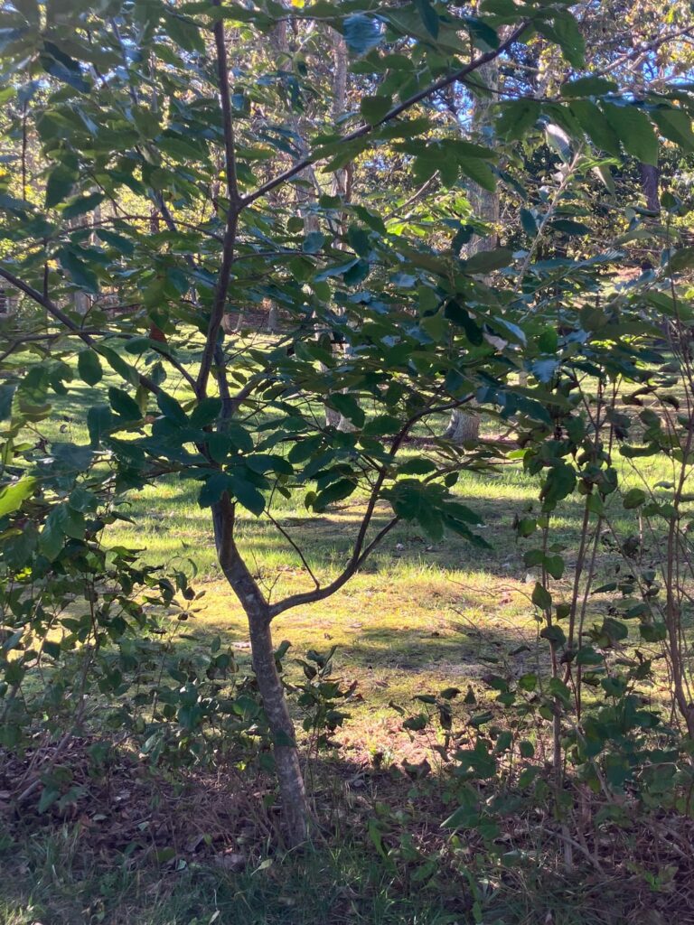 Neighbor planted two of these on the property line years ago and I've been curious as to what they are. Slow growing with sometimes glossy leaves. Location: Southern Ocean County New Jersey