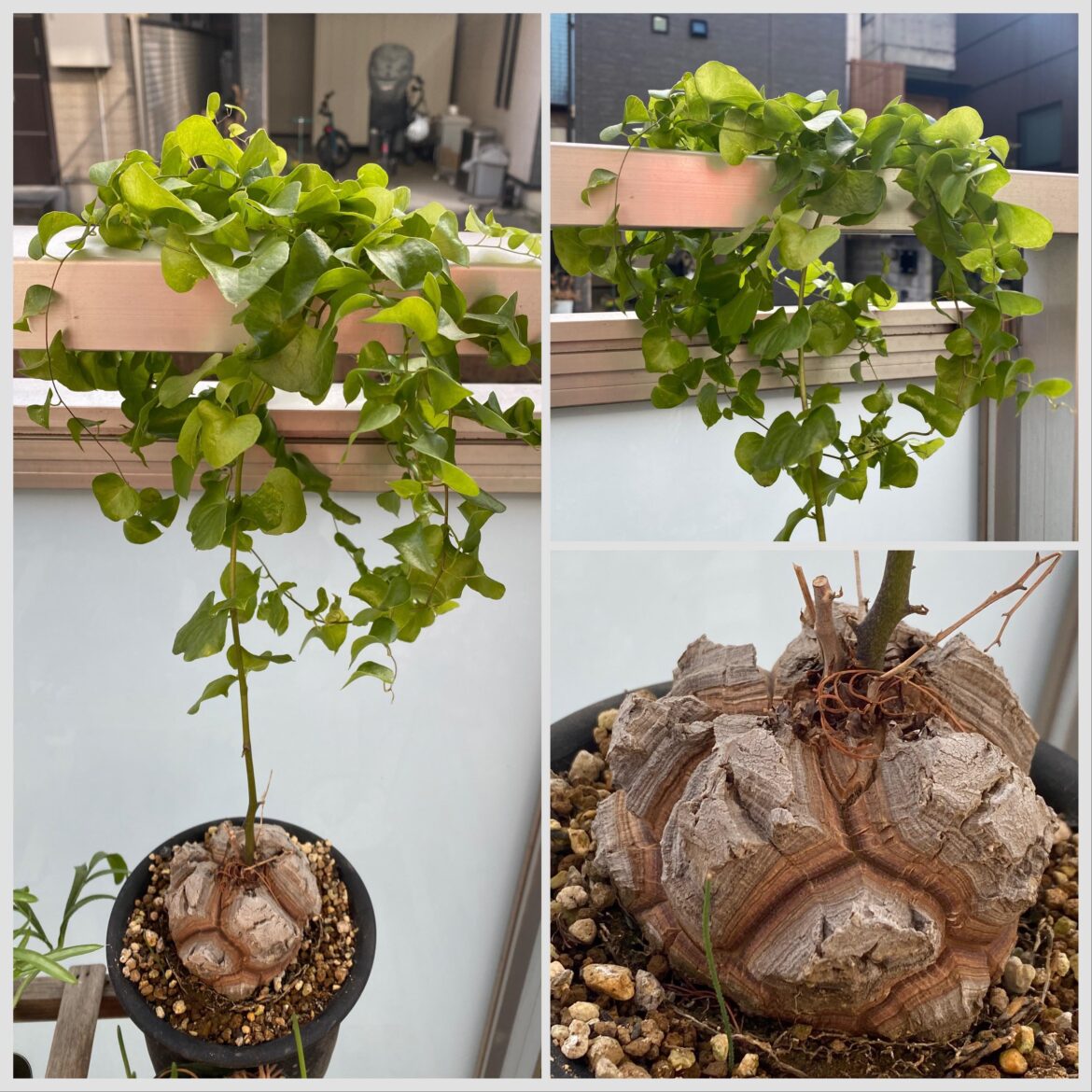 My Dioscorea elephantipes