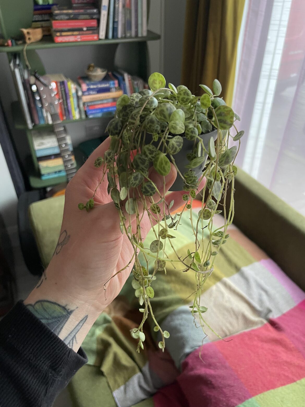 String of turtles advice!