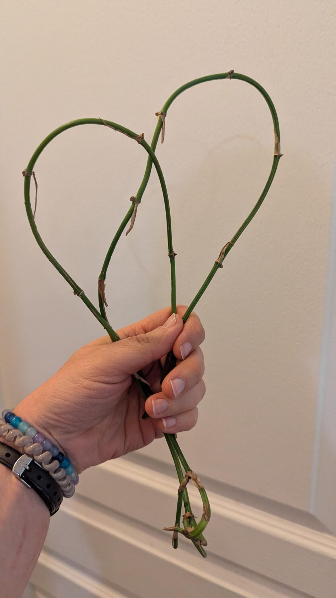 Propagating with no leaves in a box