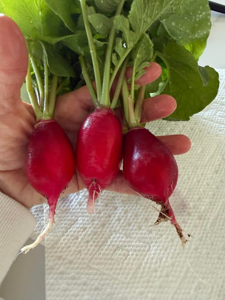 Indoor hydro radish success