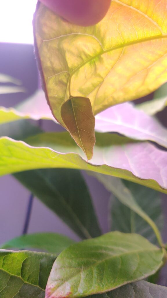 What's this thing called?