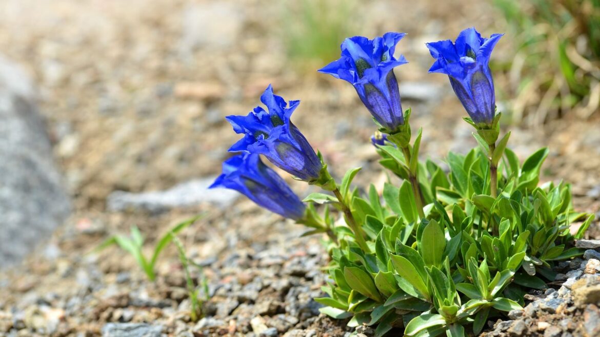 Stemless gentian, Gentiana acaulis