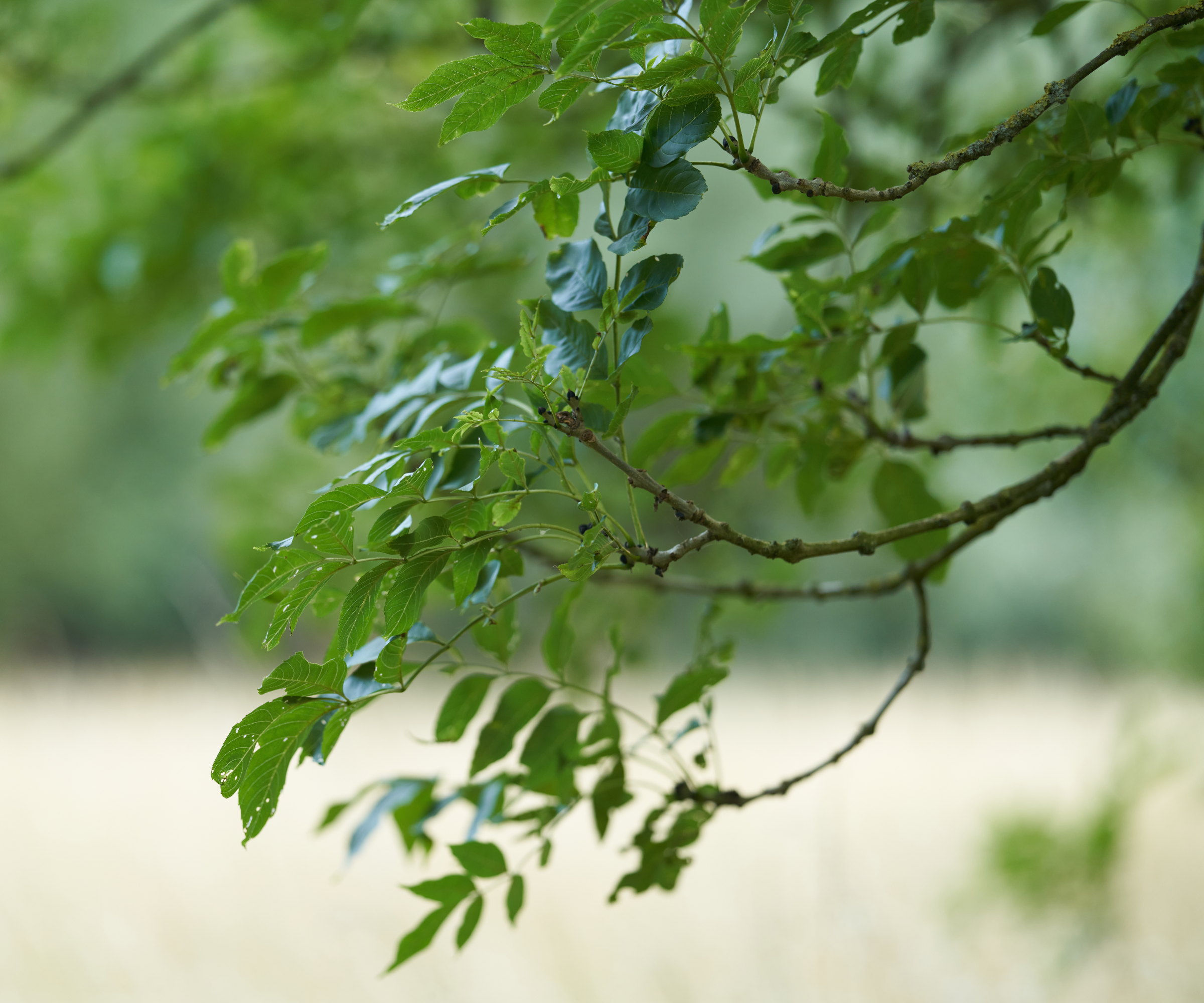 A branch and leaves of a common ash tree up close