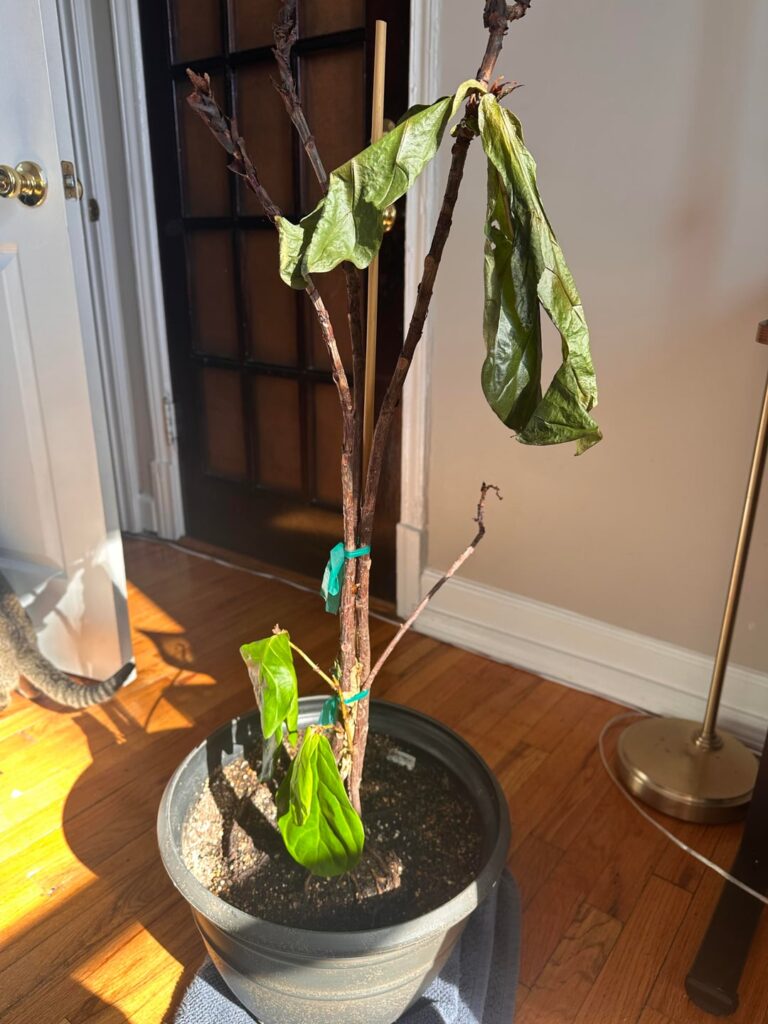 I don’t know how to help it