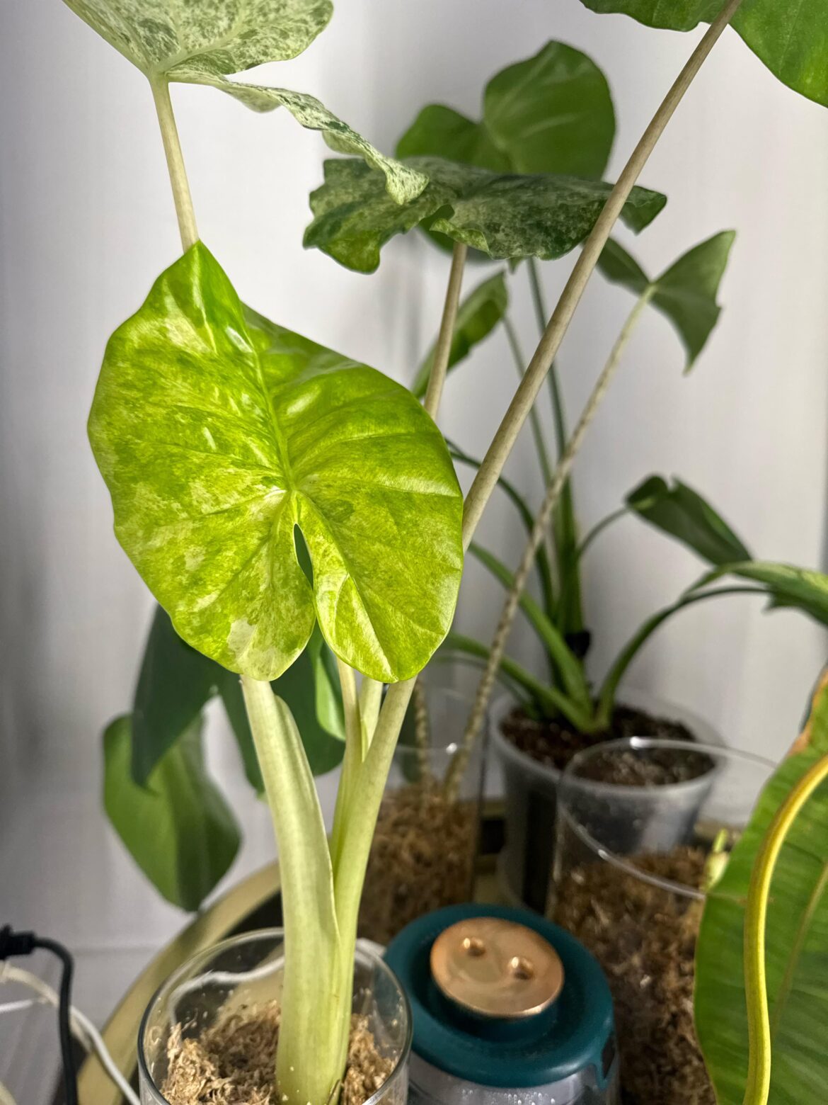 Alocasia splash