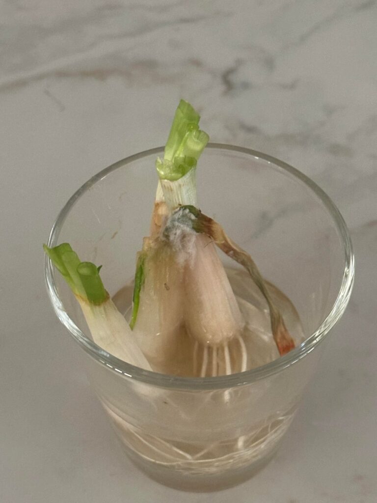 Should I still transfer these green onions that sprouted mold into soil? Are the stems I just cut still good to eat?