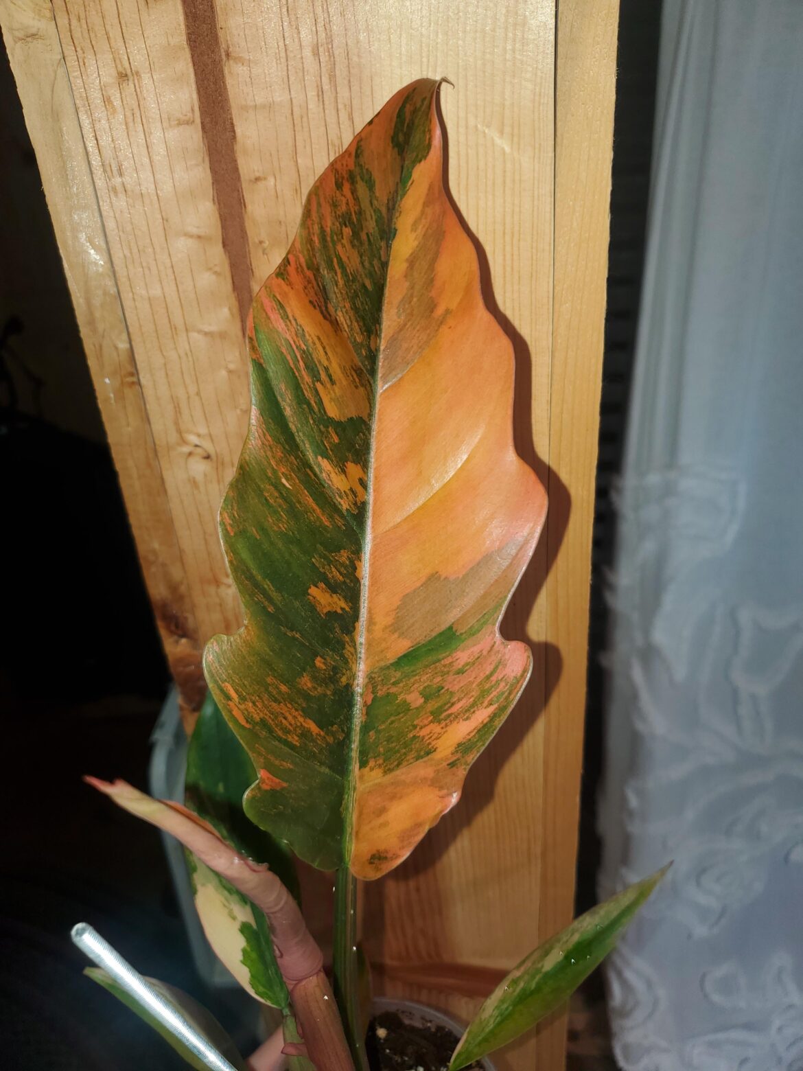 Leaf has been out awhile but is maturing so nicely