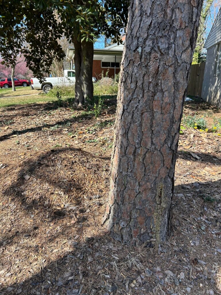 Suggestions for Pine Bark Beetle Treatment Suggestions for Pine Bark Beetle Treatment