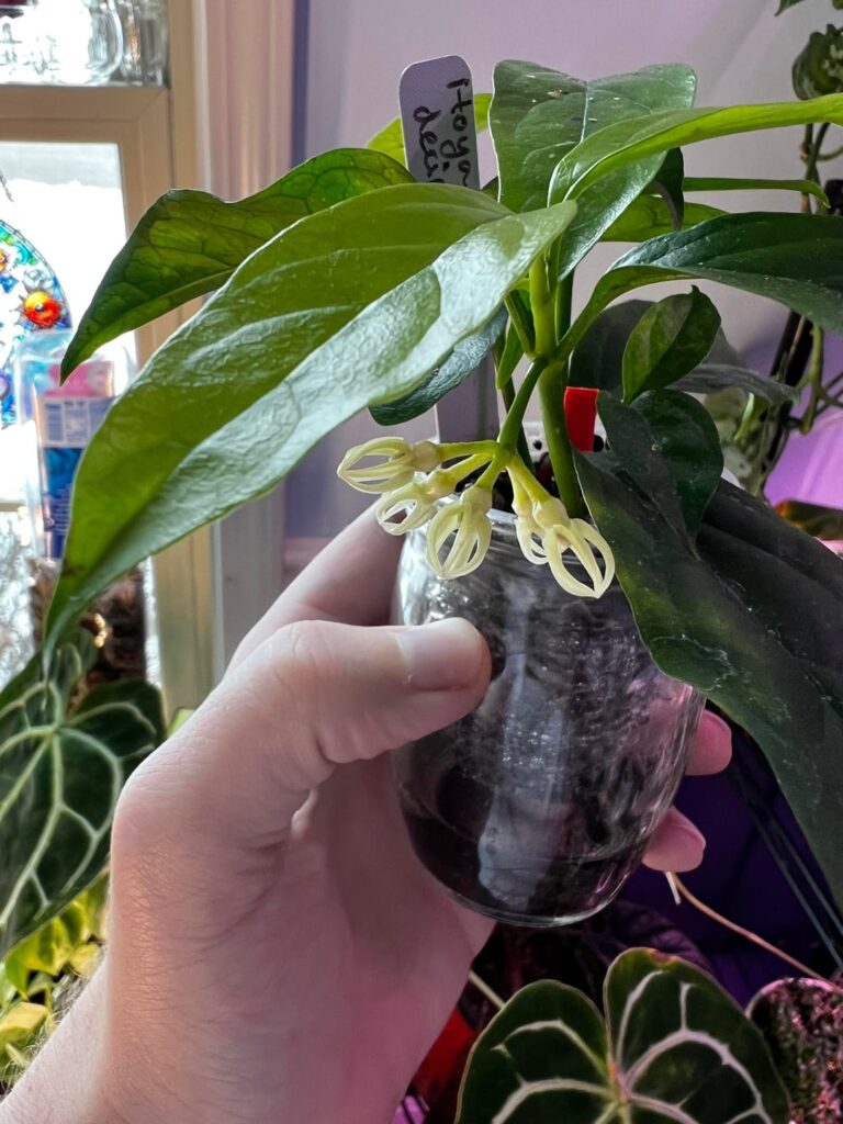 Had two of my Hoyas bloom for the first time this week ☺️