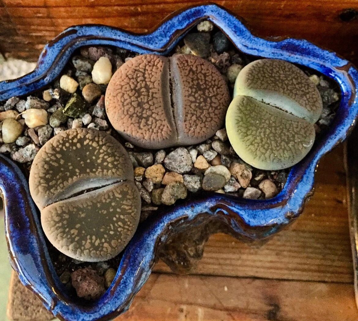 Lithops in a cherished pot