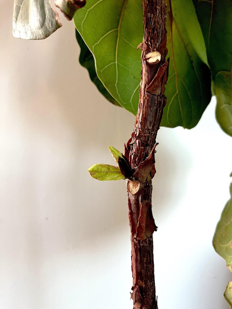 fiddle leaf fig finally branching 🥲 fiddle leaf fig finally branching 🥲