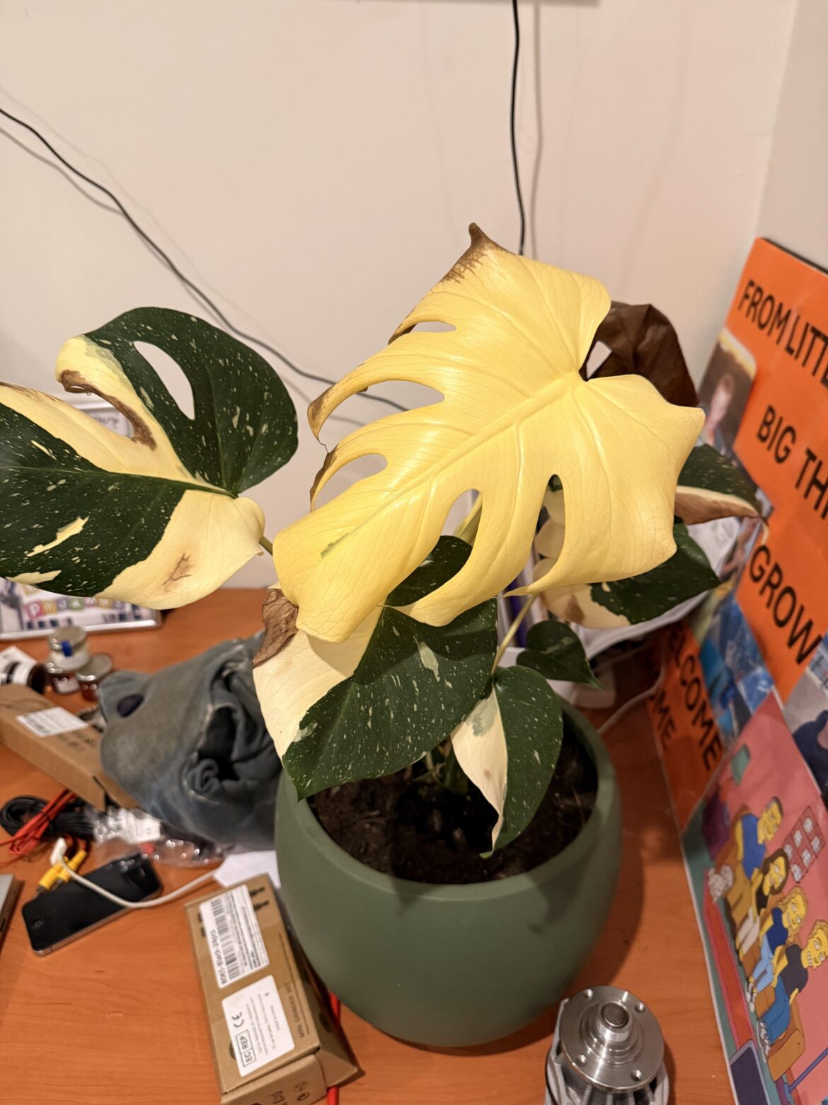 What’s wrong with my monstera