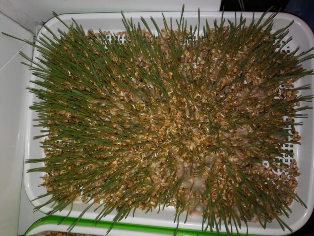 What is wrong with these seeds? No matter what I do, it always ends up like this: