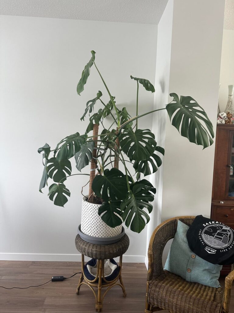 What should I do with this monstrous monstera? What should I do with this monstrous monstera?