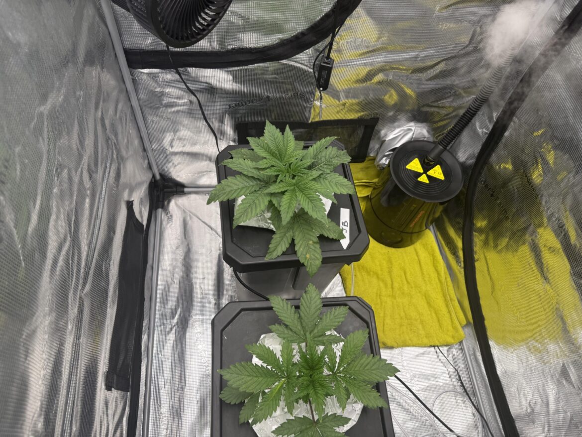 My ph keeps dropping from 6.1 to 5.2 in about 2 days