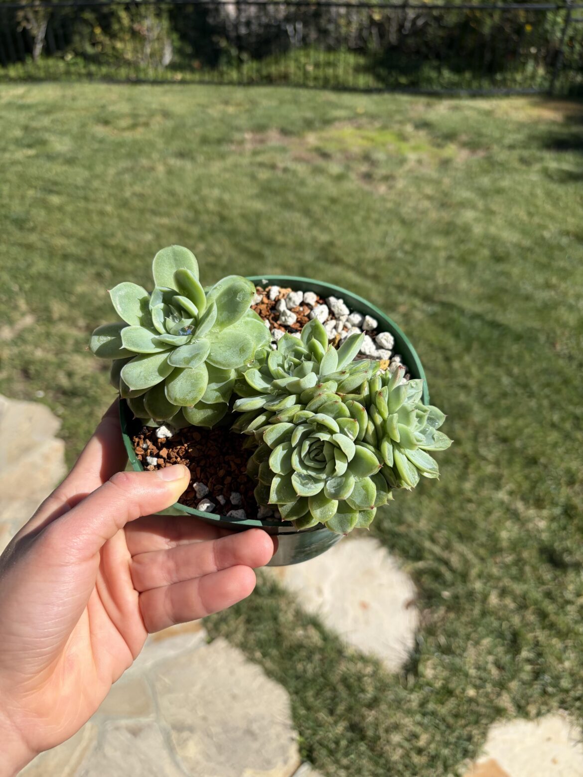 A pot of 2 freebies I got last year. Very nice looking succulents.