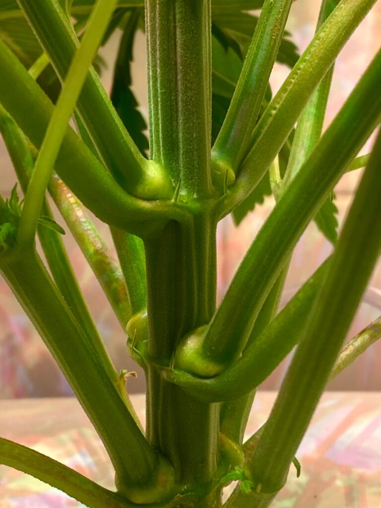 First hydroponic grow after 16 years of only growing in soil, happy so far.