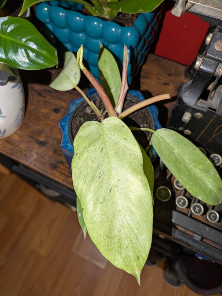 Just a few of my beauties