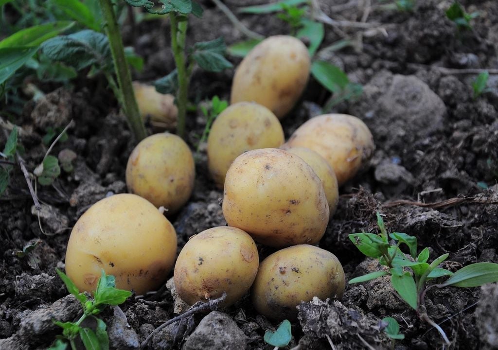 February is an ideal time to chit or start early potatoes indoors in pots or trays, giving them a head start before planting outside.