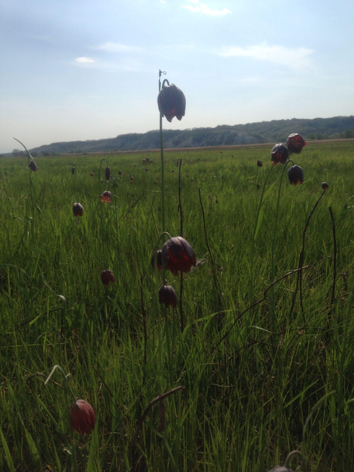 I decided to bring something that is listed in the Red Book of various countries. In the photo Fritillaria meleagroides.
