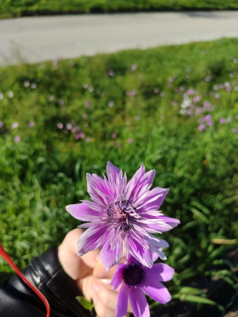 anemone hortensis, whats up?
