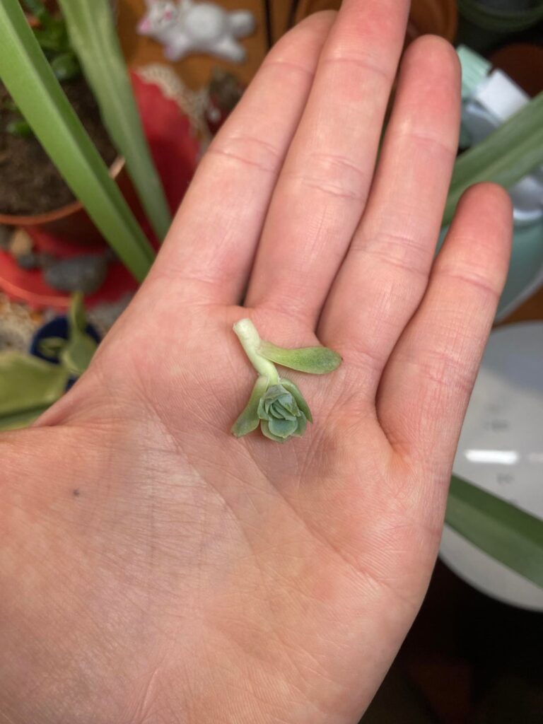 Not sure if it was wise to cut the little one off yet. I let the other one pgrow bigger.