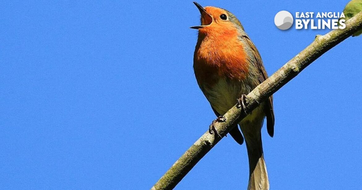 garden birdwatching is the new conservation frontier