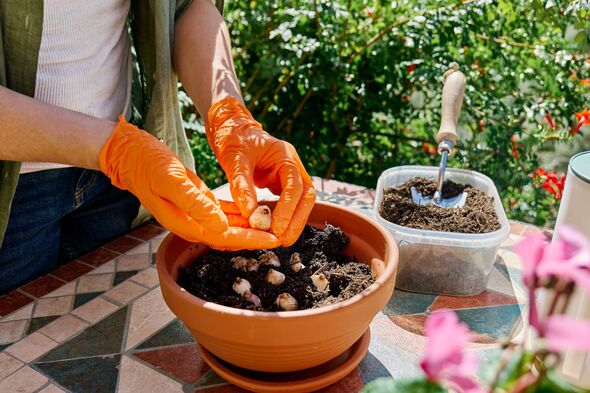 Hands planting Flower bulbs in terracotta pot. Hands planting Flower bulbs in terracotta pot.