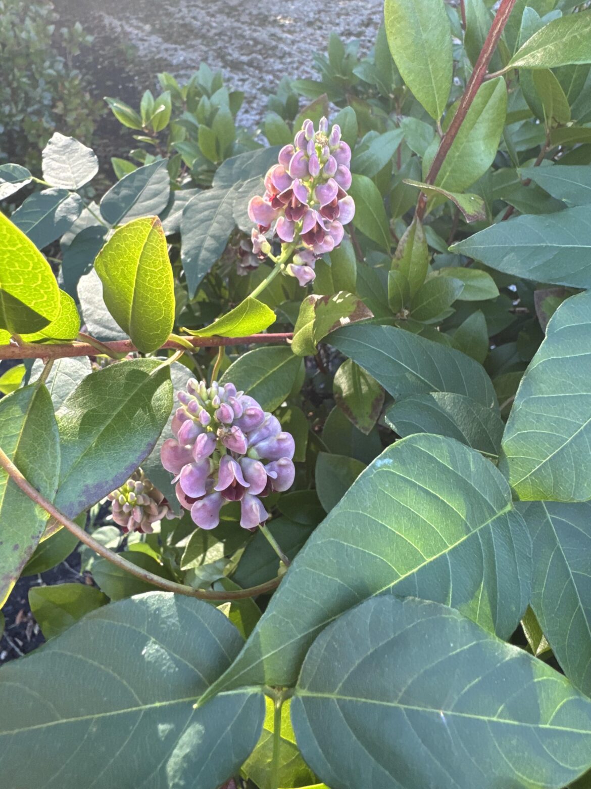 Volunteer American groundnut Volunteer American groundnut