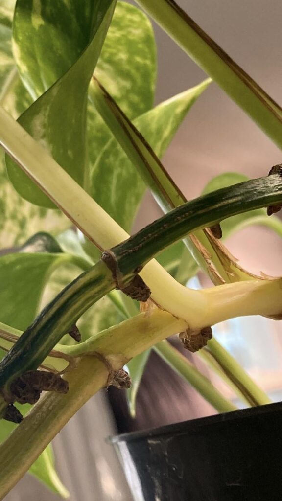 Is this scale or just the stem getting woody? And why is the other stem getting yellow? (“Hawaiian” pothos)