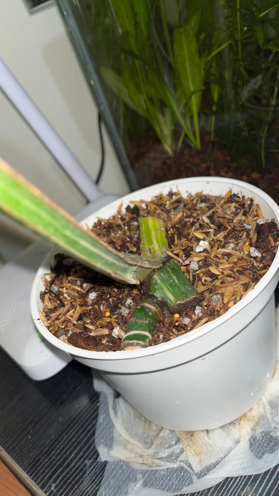 Can this cutting produce new leaf? Or it is a spent node?