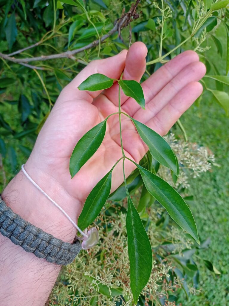 Unknown Tree, Atherton Tablelands
