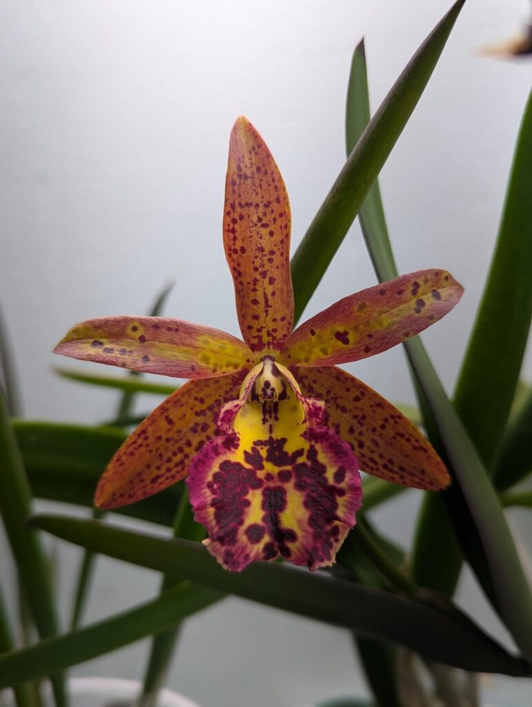 Brassavola Rustic Spots