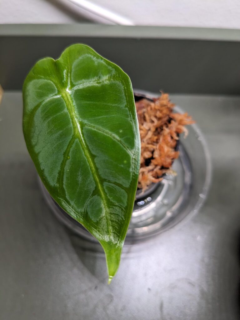 My first ever corm – alocasia micholitziana green velvet My first ever corm - alocasia micholitziana green velvet