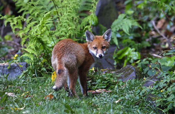 Urban fox cubs exploring the garden