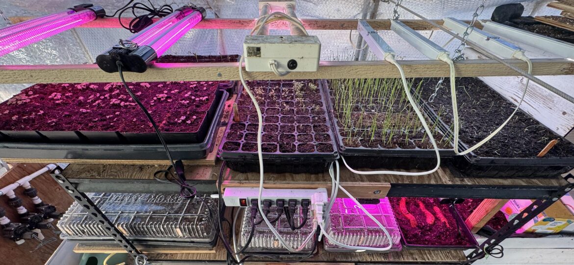 Seeding time! Seeding time!