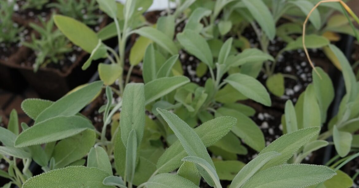 Garden to Nursery | Maine Public Garden to Nursery | Maine Public